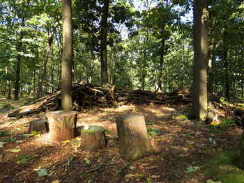 Trees in forest