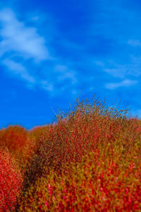 Close-up of red flowering plants on field against blue sky
