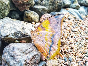 Close-up of butterfly on rock