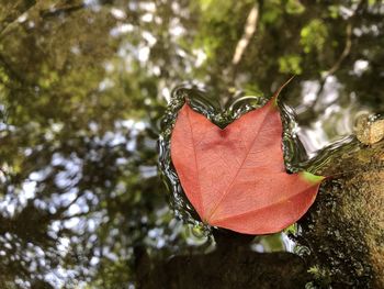 Close-up of dried autumn leaves in forest
