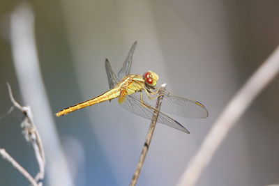 Close-up of dragonfly on twig