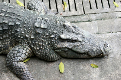 High angle view of crocodile in zoo