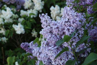 Close-up of blue flowers blooming outdoors