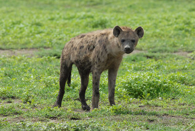 Spotted hyena in serengeti national park