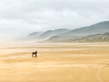 Scenic view of dog on beach  against sky