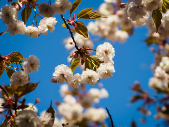Close-up of cherry blossoms against blue sky