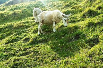 Horse grazing on grassy field