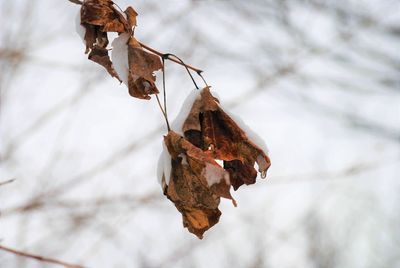 Close-up of dry leaf on snow