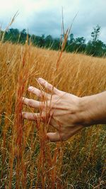 Close-up of wheat field