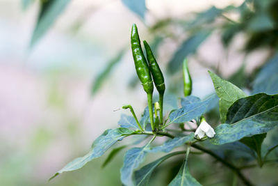 Close-up of green chili peppers growing