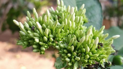 Close-up of fresh green plant