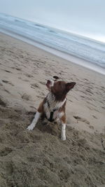 Dog on beach against sky