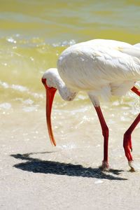 Close-up of birds in water