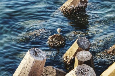 High angle view of birds perching on rock in lake