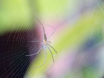 Close-up of spider on web