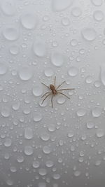 Close-up of wet spider