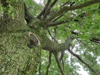 Low angle view of trees growing in forest