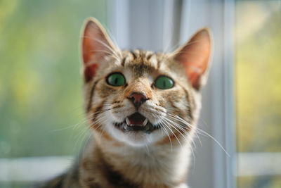 Close-up portrait of a cat