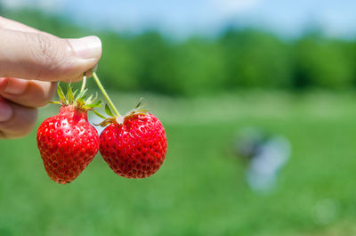 Cropped hand holding strawberries on field