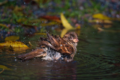 Duck swimming in a lake