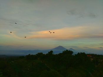 Silhouette of birds flying over landscape against sky