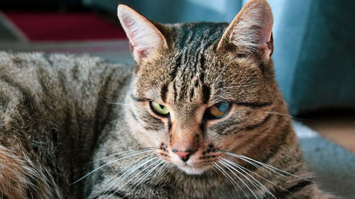 Close-up portrait of a cat