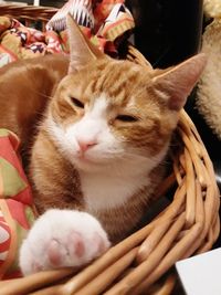 Close-up of cat resting in basket at home