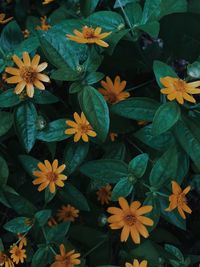 High angle view of flowering plants