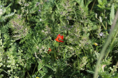Ladybug on flower plants
