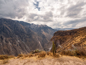 Cruz del condor, colca canyon, peru