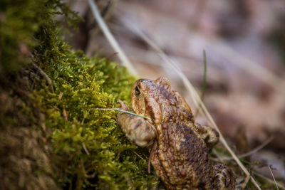 A beautiful toad in spring on the ground in forest