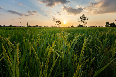 Crops growing on field against sky during sunset