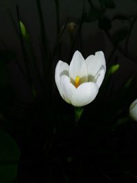 Close-up of white frangipani blooming outdoors