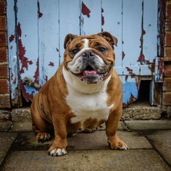 Portrait of bulldog sitting outdoors