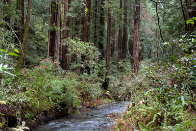 Stream amidst trees in forest