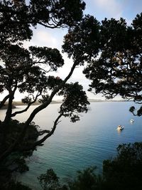 Close-up of tree by sea against sky during sunset