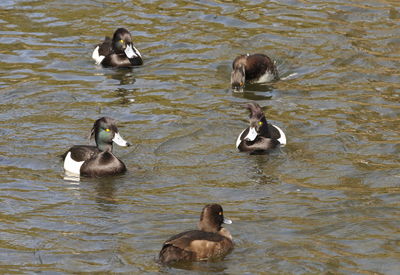 Ducks swimming in lake