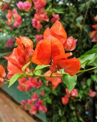 Close-up of orange flowers blooming outdoors