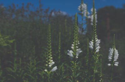 Close-up of flowering plant