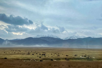 Flock of sheep grazes near the mountains 