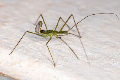 Close-up of grasshopper