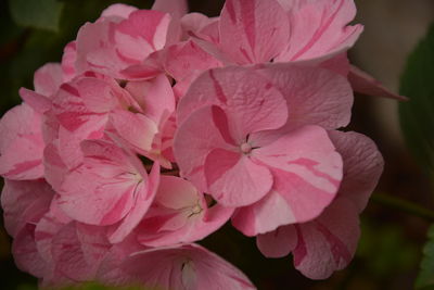 Close-up of pink rose flowers