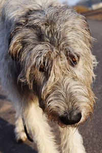 Close-up portrait of dog