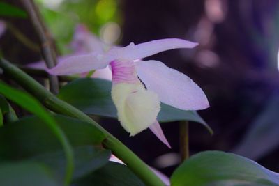 Close-up of purple flowers blooming outdoors