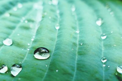 Close-up of raindrops on leaves