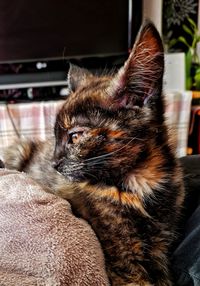 Close-up of a cat looking away at home