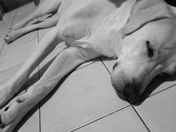 Close-up of dog sleeping