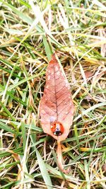 Close-up of insect on grass in field