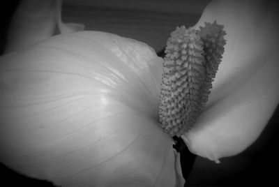 Close-up of white flowering plant