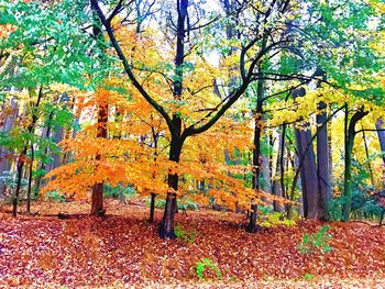 Trees on landscape during autumn